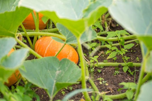 Three orange pumpkins growing in the garden bed. Harvesting autumn vegetables. Healthy food concept, vegetarian diet of raw fresh food. Non-GMO organic food. Background, backdrop, splash, postcard.