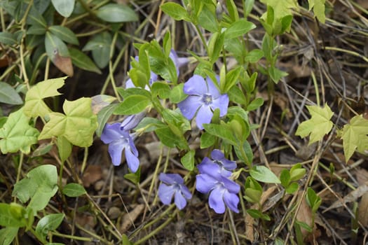 Vinca minor (common names lesser periwinkle, dwarf periwinkle, small periwinkle, common periwinkle) is a species of flowering plant native to central and southern Europe.