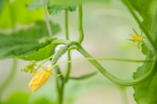 Green cucumber grows in greenhouses on a branch of vegetables. Healthy food concept, vegetarian diet of raw fresh food. Non-GMO organic food.