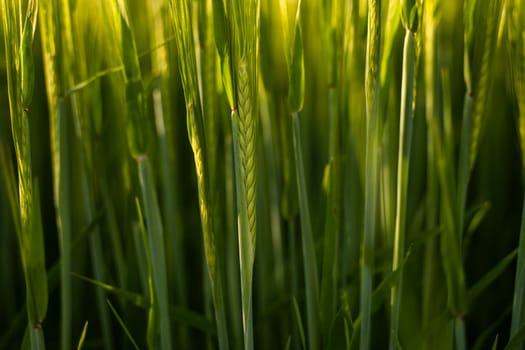 Green barley field under sunlight in summer. Agriculture. Cereals growing in a fertile soil