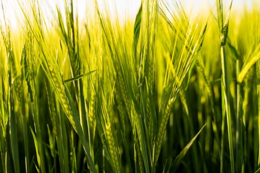 Barleys sprout growing in soil. Close up on sprouting barley in sunset