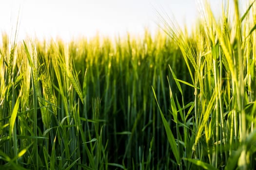 Green young and still immature barley grows, close-up. Agricultural crop of barley. Agriculture for obtaining grain crops