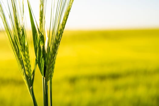 Close up Green barley ears spikes with a agricultural barley field on background. Green unripe cereals. The concept of agriculture, healthy eating, organic food