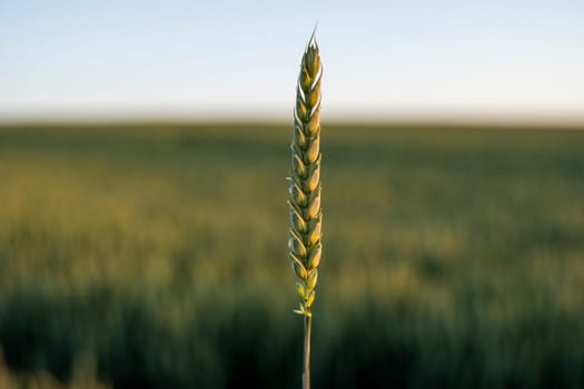 Ear of green wheat with a agricultural field and blue sky on background in late summer