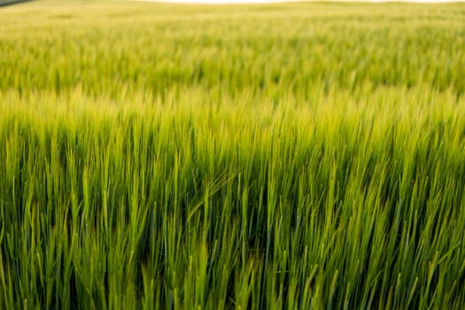 Green barley field under sunlight in summer. Agriculture. Cereals growing in a fertile soil