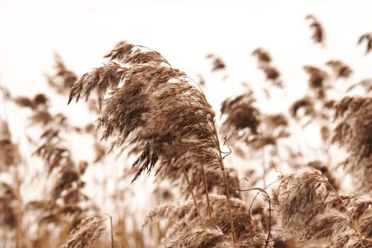 Fluffy branches of reeds against the background of an icy lake
