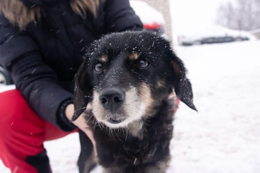 A man strokes a dog among the snow close up