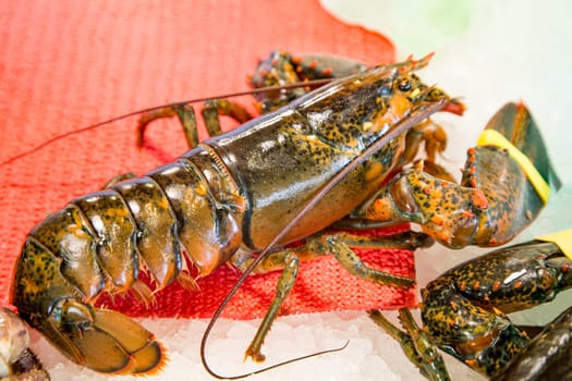 Assortment of fishes at fishmonger. Fresh lobster on table with ice. Gourmet food healthy.