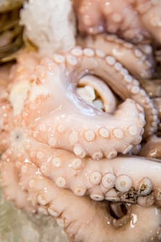 Top view of fresh polyp on a fishmonger's stall. Gourmet sea healthy food.