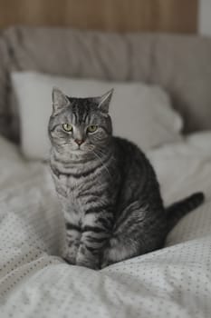 adorable shorthair gray tabby cat relaxing on bed