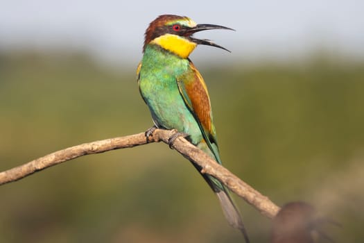 beautiful bird with colorful plumage, summer, beauty of wild nature