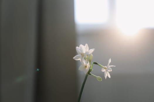 narcissus, daffodil spring flowers on the table on a sunny background