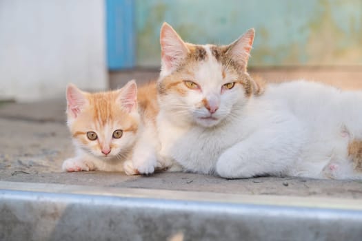 Cat family, rural mom cat with kitten, lying outdoor and looking at the camera