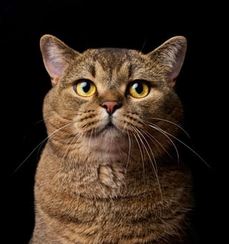 A portrait of an adult gray Scottish straight-eared cat against a black background, the animal is looking at the camera.