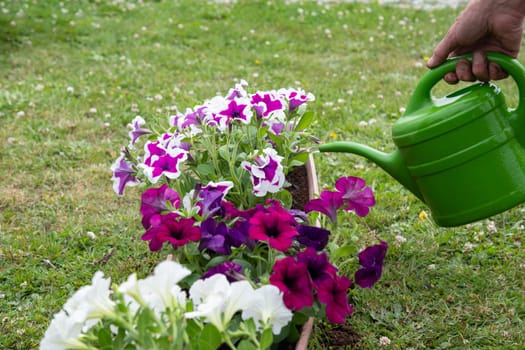 gardener watering transplanted petunias from watering can seasonal garden landscaping work in the garden, High quality photo