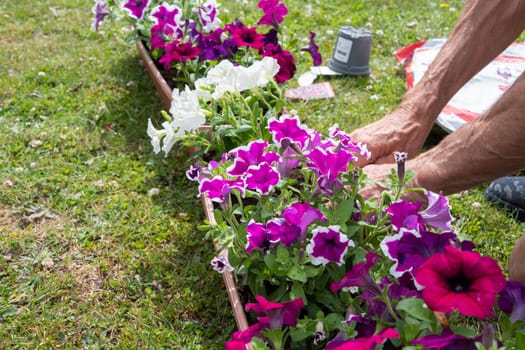 gardener transplants seedlings of petunias in a hanging pot to the window. High quality photo