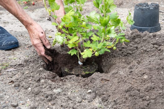 A man planted a gooseberries in his garden, spring seasonal work, gardener working without gloves ,High quality photo