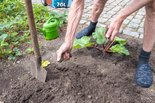 gardener digs a hole with a shovel for planting rhubarb, seasonal work in the garden. High quality photo