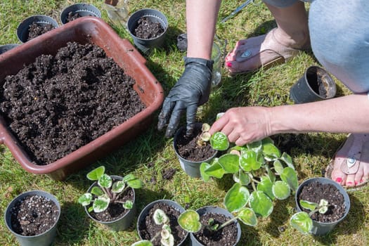 female hands in black gloves transplant a violet houseplant into new pots with earth outdoors, High quality photo