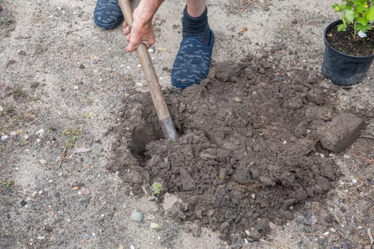 a gardener shovels a hole in the yard, preparing to plant a tree. High quality photo