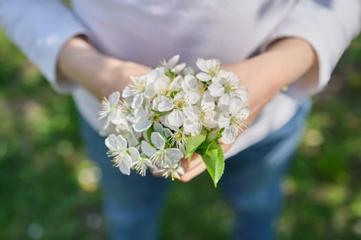 Happy Mothers Day, white cherry blossoms in hands of child girl, close-up, outdoor.