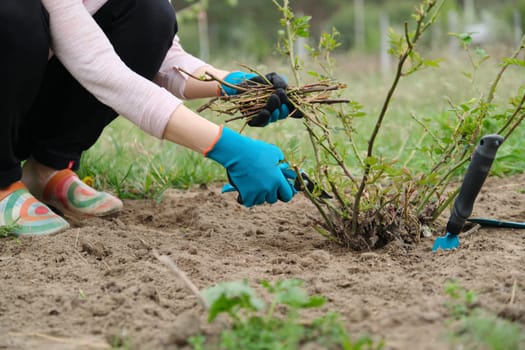 Closeup of gardeners hand in protective gloves with garden pruner making spring pruning of rose bush