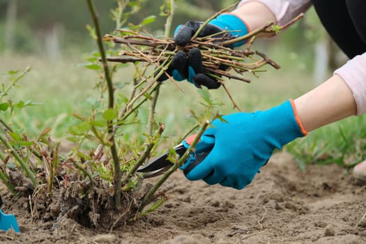 Closeup of gardeners hand in protective gloves with garden pruner making spring pruning of rose bush