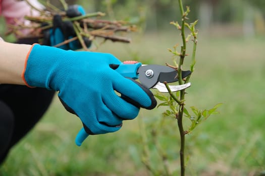 Closeup of gardeners hand in protective gloves with garden pruner making spring pruning of rose bush