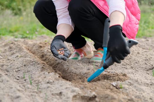 Spring planting seeds of legumes beans. Close up of woman hand in gloves with garden tools working with ground.