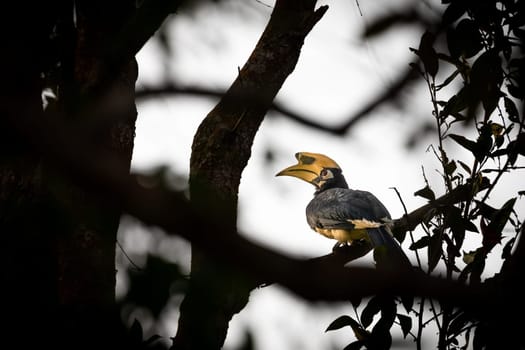 Hornbill bird stands on branch of sillhouetted trees inside tropical rainforest of Thailand.