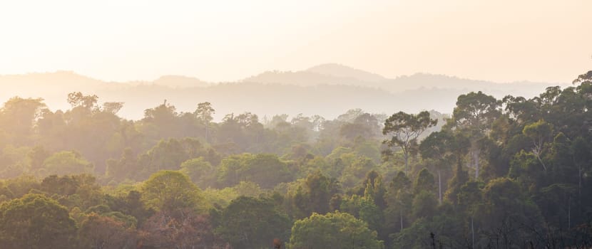Panoramic scene of asian tropical rainforest covered by trees and bushes with background of hazy mountain range at sunset.