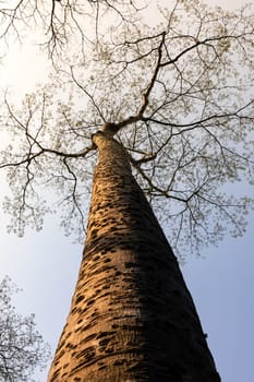 Leafless tree with hot environment in tropical rainforest.