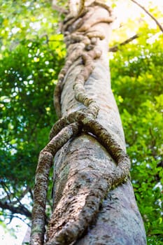 The spiral liana sticks on old tree inside tropical rainforest of Thailand.