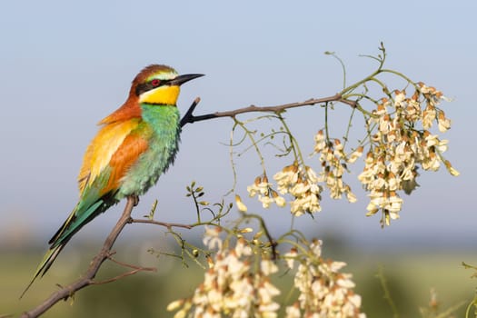 beautiful bird rest on a flowering branch , bright colors