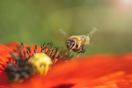 bee flies up to a flower close-up , bright colors