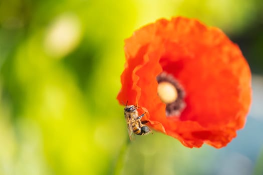 bee sits on the edge of a red poppy flower , bright colors