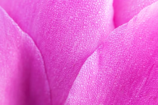 pink peony and dew drops on its petal , bright colors