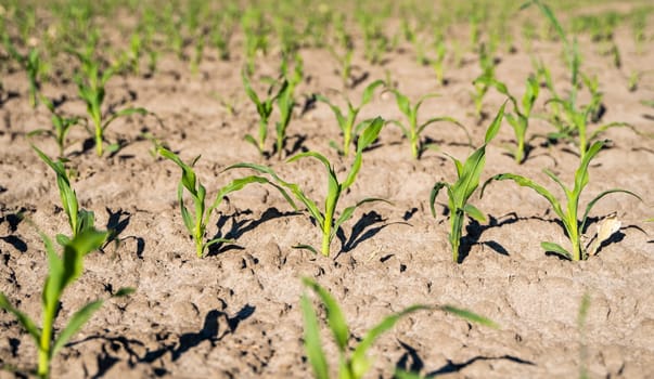 Rows of corn sprouts beginning to grow. Young corn seedlings growing in a soil. Agricultural concepts