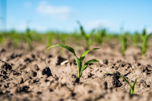 Close up seeding maize plant, Green young corn maize plants growing from the soil. Agricultural scene with corn's sprouts in earth closeup