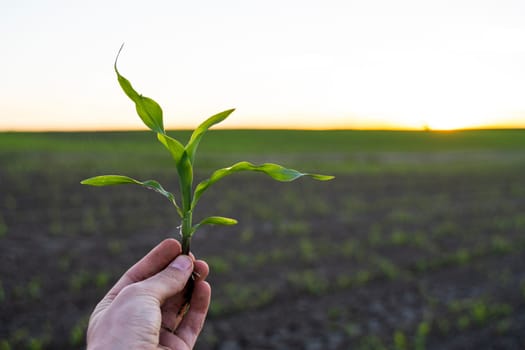 Farmer hand holding corn sprout with root and researching plant growth. Examining young green corn maize crop plant