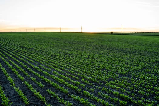 Young green sugar beet leaves in the agricultural beet field in the evening sunset. Agriculture