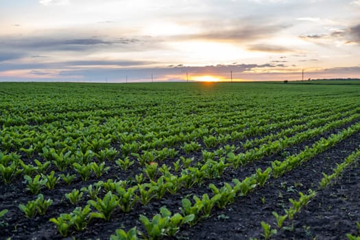 Young green sugar beet leaves in the agricultural beet field in the evening sunset. Agriculture