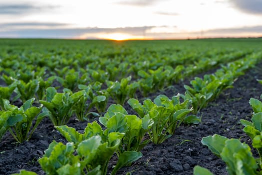 Landscape of oung green sugar beet leaves in the agricultural beet field in the evening sunset. Agriculture