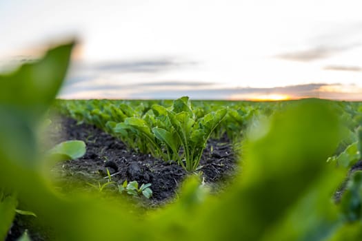 Close up young sugar beet leaves grows in the agricultural beet field in the evening sunset. Agriculture