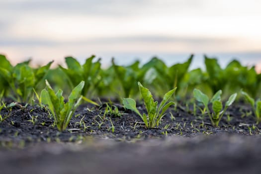 Close up young sugar beet leaves grows in the agricultural beet field in the evening sunset. Agriculture.