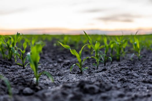 Fresh young green maize plants in curved rows. Corn is growing on a agricultural field. Black soil