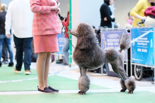 A silver royal poodle at a dog show. Posing in front of the jury..