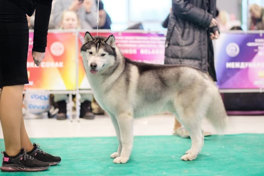 Siberian husky poses in a rack at a dog show.