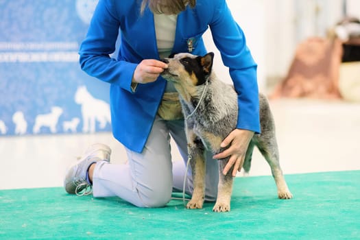 Handler works on a stand of an Australian shepherd dog.