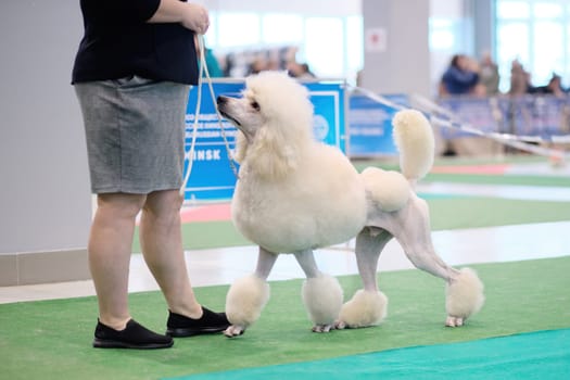 White royal Poodle attentively watches handler at dog show.